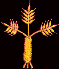 margaritu