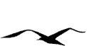 ali.gif (2180 byte)