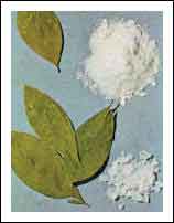 cocaine_coca_leaves.jpg