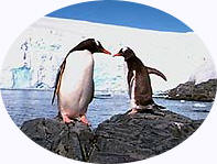 Pinguini Gentoo