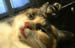 Gatto anestetizzato