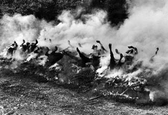 burning_cows