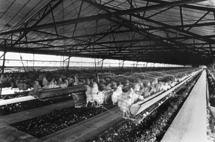 egg_laying_system