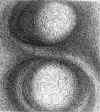 piettre.jpg (93541 byte)